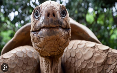SABIAS QUE EL ANIMAL TERRESTRE VIVO MÁS LONGEVO DEL PLANETA CUMPLE 193 AÑOS