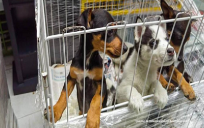 ¡TENEMOS QUE ESTAR ALERTA! LOS DELITOS MÁS COMUNES CON ANIMALES DE COMPAÑÍA.