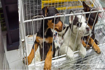 ¡TENEMOS QUE ESTAR ALERTA! LOS DELITOS MÁS COMUNES CON ANIMALES DE COMPAÑÍA.