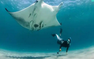 NUEVA ESPECIE DE MANTARRAYA FUE DESCUBIERTA EN EL ATLÁNTICO