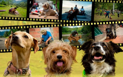 “PERRA VIDA”: EL DOCUMENTAL QUE RETRATA A COLOMBIA A TRAVÉS DE SUS PERROS