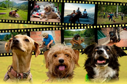 “PERRA VIDA”: EL DOCUMENTAL QUE RETRATA A COLOMBIA A TRAVÉS DE SUS PERROS