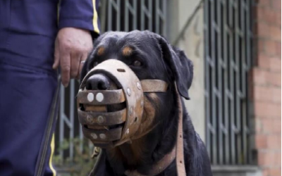 LA SECRETARÍA DISTRITAL DE SALUD  ELIMINA COMPLETAMENTE EL USO DE PERROS EN LABORES DE VIGILANCIA PRIVADA