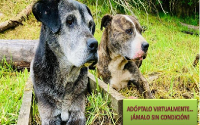ADOPCION VIRTUAL “UN ABRAZO A DISTANCIA, UN AMOR SIN FRONTERAS