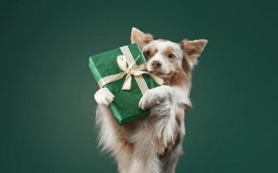 EL AMOR Y LA AMISTAD NO CONOCEN ESPECIES ¡REGALOS QUE TRANSFORMAN VIDAS!