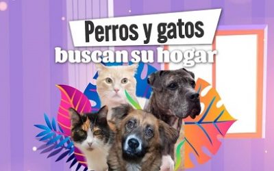 LA ALCALDÍA DE BOGOTÁ LANZÓ LA PLATAFORMA DIGITAL “PERROS Y GATOS BUSCAN SU HOGAR”, PARA AYUDAR EN LA BÚSQUEDA DE ANIMALES PERDIDOS EN LA CIUDAD