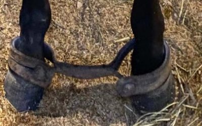 AGROEXPO 2025 ¿BIENESTAR ANIMAL? O EXPLOTACIÓN Y ABUSO NORMALIZADO.