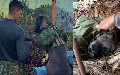 RAFA, EL PERRO RESCATADO QUE CAMBIÓ LA VIDA DE UN SOLDADO Y SE CONVIRTIÓ EN SU MEJOR ALIADO