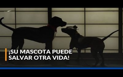 BOGOTÁ TENDRÁ BANCO DE SANGRE PARA MASCOTAS