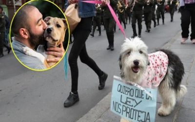 LA CORTE CONSTITUCIONAL DE COLOMBIA RATIFICÓ QUE LOS ANIMALES SON SERES SINTIENTES Y NO MEROS BIENES O INSTRUMENTOS AL SERVICIO DEL HOMBRE