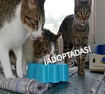 Nube, Ada, Alice