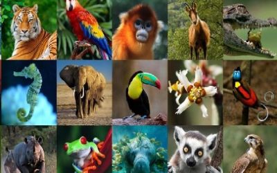 4 DE OCTUBRE, DÍA MUNDIAL DE LOS ANIMALES