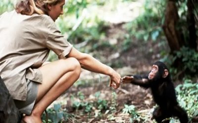 JANE GOODALL, UNA VIDA DEDICADA A LA PROTECCIÓN DE LOS CHIMPANCÉS