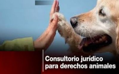 BOGOTÁ CONTARÁ CON UN ESPACIO JURÍDICO EXCLUSIVO PARA PROTEGER A LOS ANIMALES