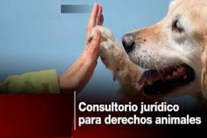 BOGOTÁ CONTARÁ CON UN ESPACIO JURÍDICO EXCLUSIVO PARA PROTEGER A LOS ANIMALES