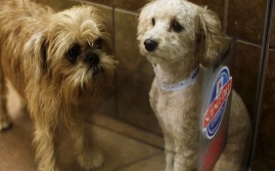 BOGOTÁ CONTARÁ CON UN ESPACIO JURÍDICO EXCLUSIVO PARA PROTEGER A LOS ANIMALES