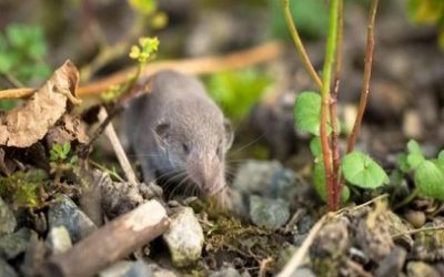 SE EXTINGUE OFICIALMENTE LA ÚLTIMA MUSARAÑA AUSTRALIANA Y SE CIERRA UNA PÁGINA DE LA HISTORIA