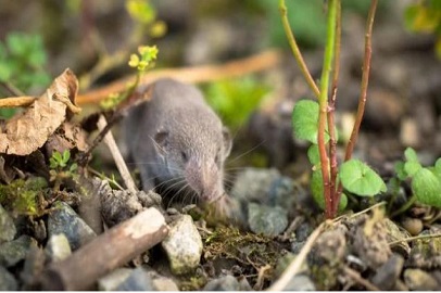 SE EXTINGUE OFICIALMENTE LA ÚLTIMA MUSARAÑA AUSTRALIANA Y SE CIERRA UNA PÁGINA DE LA HISTORIA