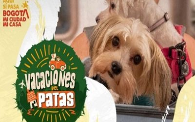 «VACACIONES DEL PATAS»: LA CAMPAÑA QUE BUSCA FRENAR EL ABANDONO DE MASCOTAS EN NAVIDAD