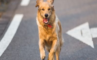 ES HORA DE BAJAR LA VELOCIDAD Y TOMAR CONCIENCIA
