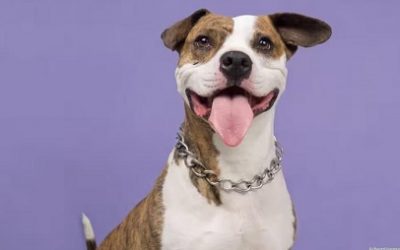 NI PELIGROSOS, NI VIOLENTOS