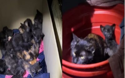 AYUDA PARA SALVAR LA VIDA DE 62 GATICOS RESCATADOS EN “OLLA” DEL CENTRO DE BOGOTÁ