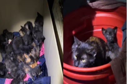 AYUDA PARA SALVAR LA VIDA DE 62 GATICOS RESCATADOS EN “OLLA” DEL CENTRO DE BOGOTÁ