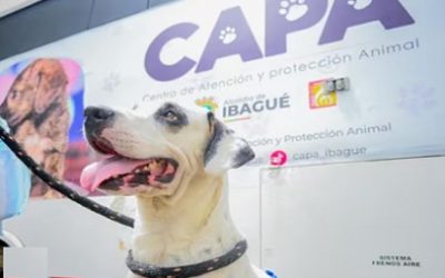 IBAGUÉ TENDRÁ QUIRÓFANOS GRATUITOS PARA LOS ANIMALES EN EL 2026