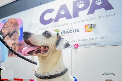 IBAGUÉ TENDRÁ QUIRÓFANOS GRATUITOS PARA LOS ANIMALES EN EL 2026