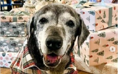 LAUREN SILER Y LISA FLORES ADOPTAN PERRITA DE 19 AÑOS