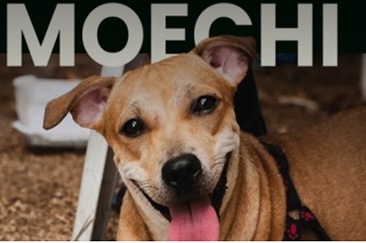 MISIÓN MOECHI – ¡EL CORAZÓN DE LA AMAZONÍA SIGUE LATIENDO!