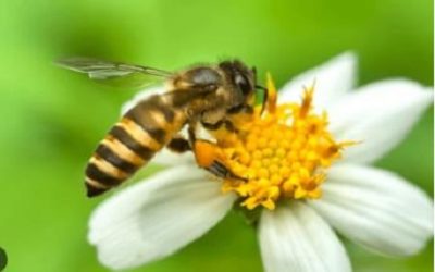 PERÚ ES EL PRIMER PAÍS DEL MUNDO EN RECONOCER A LAS ABEJAS COMO SUJETOS DE DERECHO LEGAL