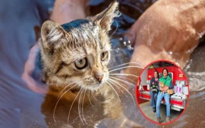 ¡AUXILIO PARA LOS ANIMALES DE CÓRDOBA!