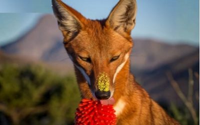 EL LOBO ETÍOPE, PRIMER GRAN CARNÍVORO POLINIZADOR