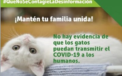 ¡NO LOS ABANDONES!, NO ES COVID, PROTEGE A TU GATO Y DESMIENTE EL RUMOR