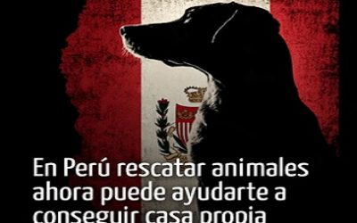 EN PERÚ EL AMOR POR LOS ANIMALES AHORA AYUDA A CUMPLIR EL SUEÑO DE TENER CASA PROPIA