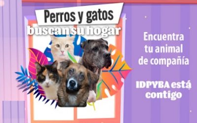 SI TU PERRO SE PIERDE, ENTRA AQUÍ PRIMERO – “PERROS Y GATOS BUSCAN SU HOGAR»