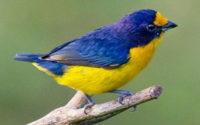 COLOMBIA SUMA UNA NUEVA ESPECIE DE AVE A SU BIODIVERSIDAD