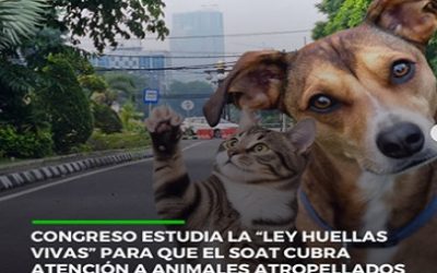 SE RADICÓ EL PROYECTO DE LEY “HUELLAS VIVAS”, EL SOAT QUE TAMBIÉN PROTEGERÍA A LOS ANIMALES