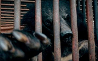 COREA DEL SUR PONE OFICIALMENTE FIN A LA INDUSTRIA DE EXTRACCIÓN DE BILIS DEL OSO NEGRO ASIÁTICO