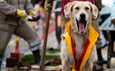 EN BOGOTÁ HAY “FUNCIONARIOS” DE CUATRO PATAS EN LA UNIDAD DE MANTENIMIENTO VIAL