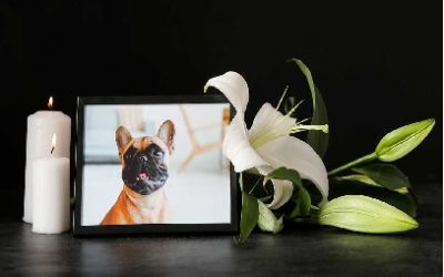 EL DUELO POR LAS MASCOTAS: UN DERECHO A LA SENSIBILIDAD HUMANA