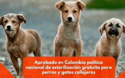 REGLAMENTADO EN COLOMBIA EL PROGRAMA NACIONAL DE ESTERILIZACIÓN DE PERROS Y GATOS