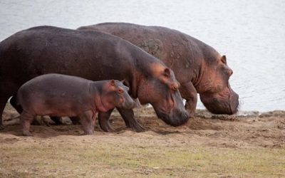 LOS HIPOPOTAMOS DE LA HACIENDA NAPOLES COLOMBIA