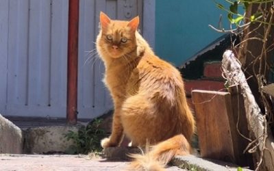 QUE LA SEMANA SANTA NO SEA DE PASIÓN PARA LOS ANIMALES