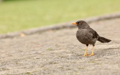 CUIDAMOS LA FAUNA EN EL FESTIVAL ESTÉREO PICNIC 2026